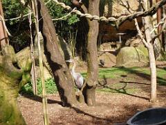 149 BIO PARC DE DOUE LA FONTAINE 2- 2016_000064